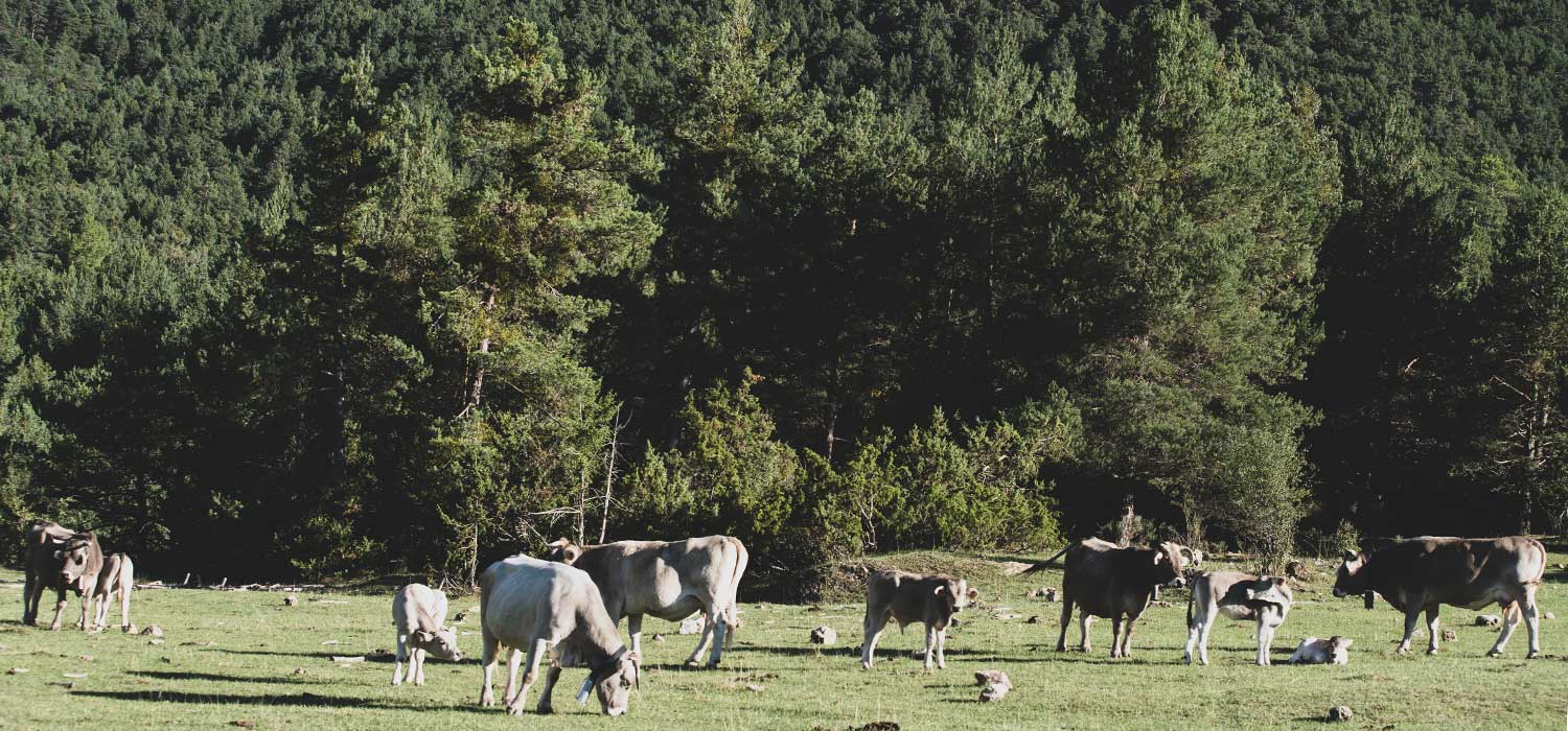 IGP Vedella dels Pirineus Catalans
